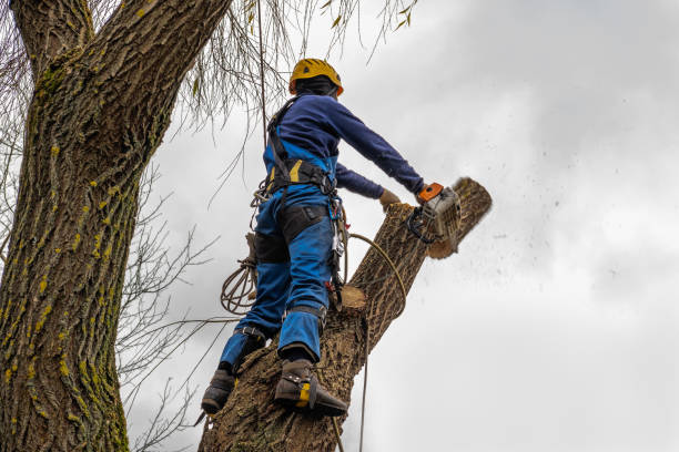 Seasonal Cleanup (Spring/Fall) in Rocky Top, TN